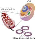 Mitochondrial DNA