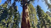 General Sherman passes health check but world's largest trees face growing climate threats