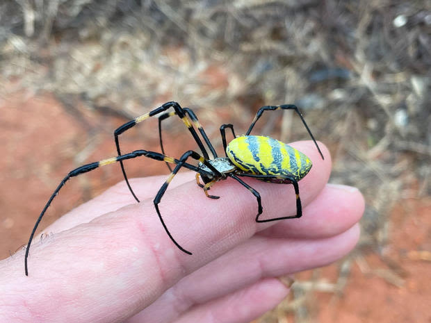 Giant venomous flying spiders with 4-inch legs heading to New York area as they spread across East Coast - WDEF