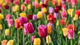 Tulip flower, steps to harvest it without damaging the bulb: It is very simple