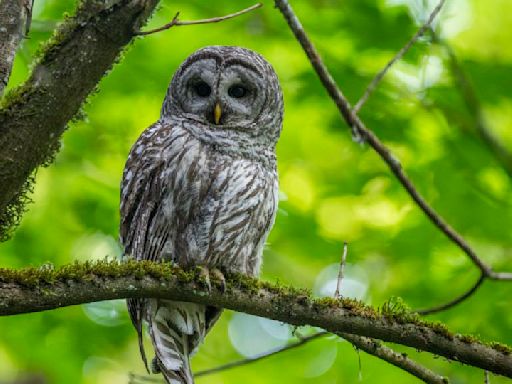 To save spotted owls, US officials plan to kill hundreds of thousands of another owl species