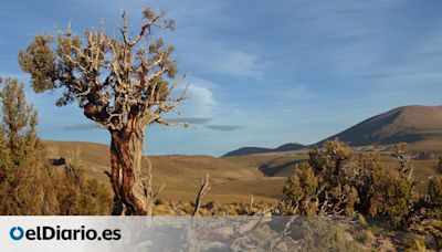 Los cinco arbolitos centenarios de los Andes que funcionan como un radar climático planetario
