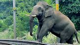 Elephant population in Kerala declines