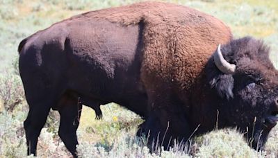 Yellowstone releases final draft of bison plan amid protest, praise