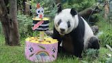 ¡Wuju! La panda gigante Xin Xin cumple 34 años este lunes