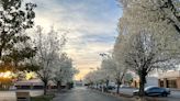 Bradford pear trees are banned in a few states. More are looking to replace, eradicate them.