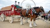 Budweiser won’t cut off the tails of its famous Clydesdale horses