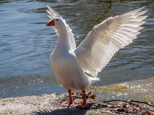 Man arrested after eight geese found dead