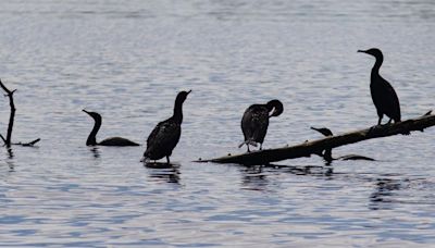 Plans to move the cormorants away from Toronto islands were working. Then two eagles showed up