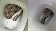 Snake found in toilet safely removed by Alabama police