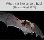 What is it like to be a bat?