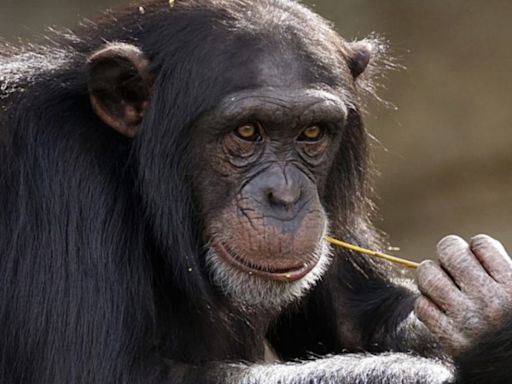 ¡Unidos, fuertes! Chimpancés conversan como humanos… y hasta se interrumpen, según nuevo estudio