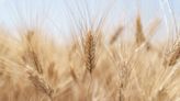 Russia Sends African Ally Mali Wheat, Strengthening Ties