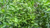 How to Grow and Care for a Lime Tree