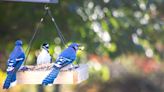 20 Backyard Birds to Know and How to Attract Them to Your Property