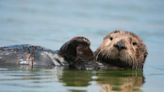 Cute, playful & a potential threat. Here are 6 facts about SC river otters