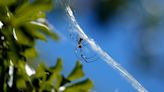 Invasive, palm-size spiders are surprisingly tolerant of urban areas: Study