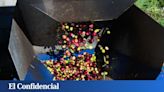 Detenidos por robar toneladas de aceitunas en fincas de Madrid y venderlas en almazaras de Ciudad Real