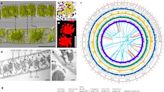 International team cracks genomic code for earliest forms of terrestrial plant life