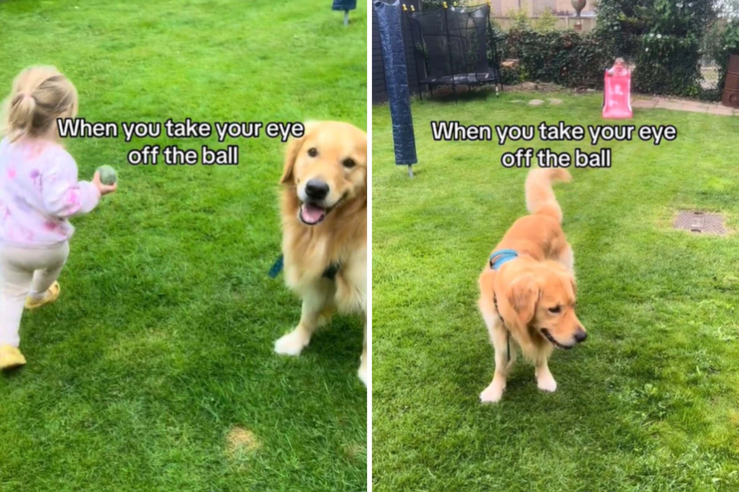 Golden retriever plays ball with girl, makes a terrible mistake