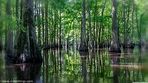Swamp Wallpapers - Top Free Swamp Backgrounds - WallpaperAccess