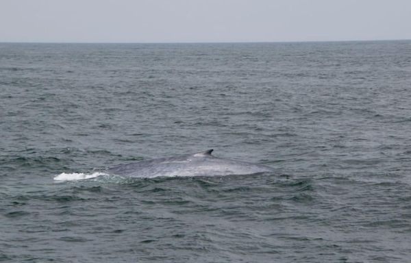 Rare sighting of a blue whale — largest animal on earth