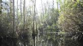 A proposed mine near the Okefenokee Swamp promises jobs. Locals oppose it