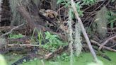 ‘Horrific smell’ leads to discovery of large alligator skeleton in Florida swamp