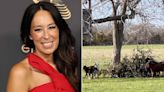 Joanna Gaines Gets Rid of Her Family's Towering Christmas Tree — by Giving It to Their Goats