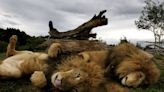 African lions make longest swim in search of female