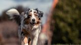 Australian Shepherd Comes Face to Face With a Deer and Their Reactions Are Too Cute