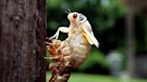 Brood XIX: 13-year cicadas to emerge in Tennessee in 2024. Here's where and when