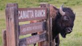Massive ranch is where the buffalo roam in SLO County. But how did they get there?