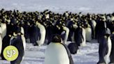 Global warming hits emperor penguins as their icy homes erode