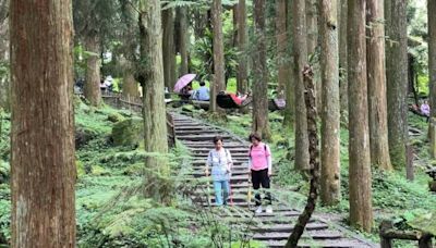 溪頭「手作步道」 揪9/7上山闖關