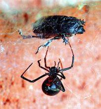 Black widows are rarely seen, but they are plentiful