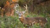 Extreme drought is stopping Texas deer from growing full-sized antlers
