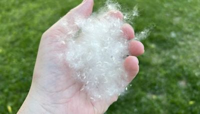 It’s cottonwood ‘snow’ season in Minnesota