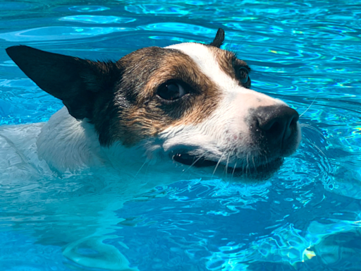 Jack Russel Terrier Is Having a ‘Greek Girl Summer’ and the Internet Is So Into It