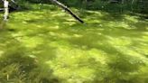 Blue-green algae in Lake Rosseau? Seguin told Ministry of Environment investigating water quality, postpones developer’s request to rezone waterfront land