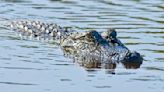 Alligator sighting in Washington State prompts investigation