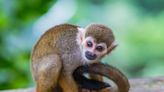 You can buy an endangered monkey on Facebook in 20 minutes