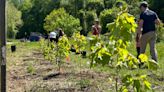 City Council OKs $1 lease on land for first-ever new tree nursery in East Asheville