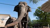 Topeka Zoo spotlighted Cora and Tembo Saturday to celebrate World Elephant Day