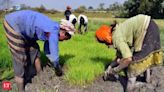 Indian farmers have a chance to make Rs 35,000 per hectare if they shift to...