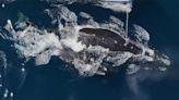 Investigación argentina: constatan el relato de capitanes y guías sobre una técnica de la ballena franca austral para comer