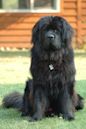 Newfoundland dog