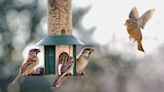 Bird flu is spreading in a few states. Keeping your bird feeders clean can help