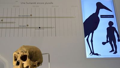 Discovery of tiny bone sheds light on mysterious 'hobbit' humans