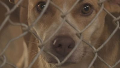 No-kill shelter at capacity, animals at risk of euthanization